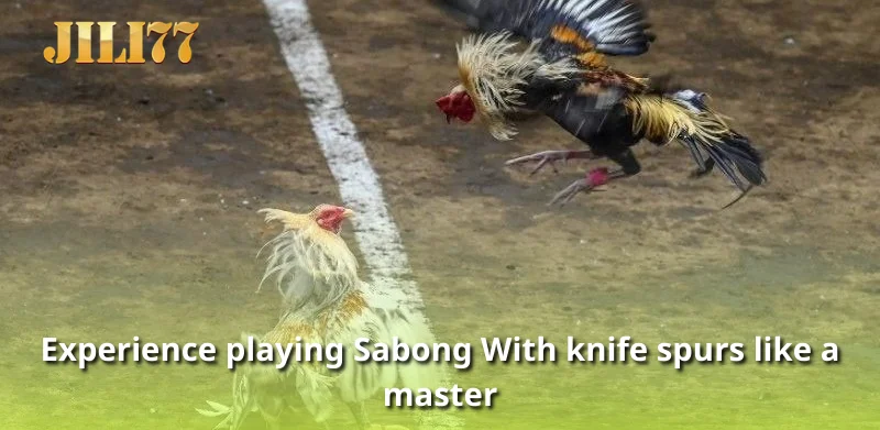 Experience playing Sabong With knife spurs like a master