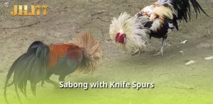 Sabong with Knife Spurs