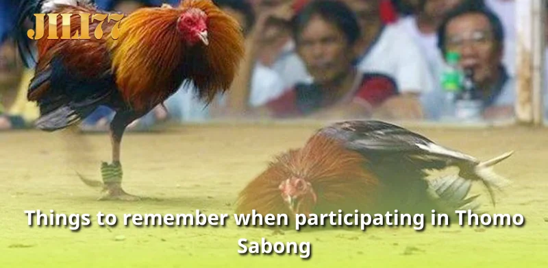 Things to remember when participating in Thomo Sabong