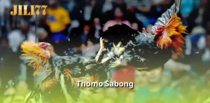 Thomo Sabong